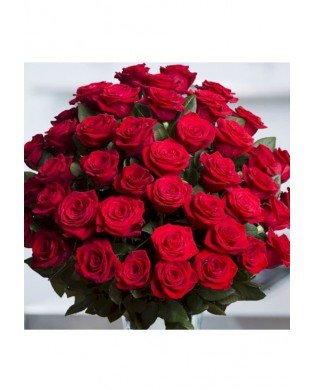 51 Red Equador Roses
